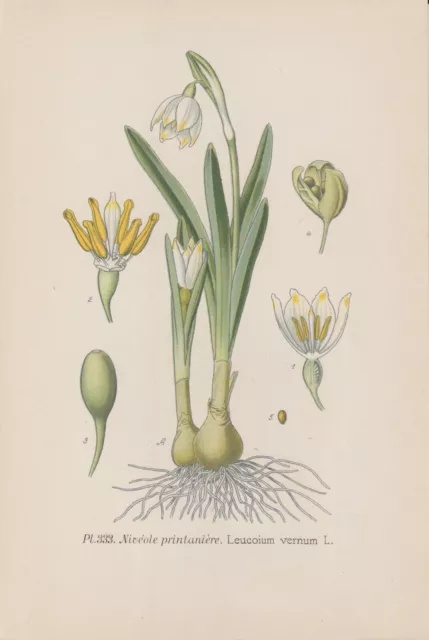 Frühlings-Knotenblume (Leucojum vernum) Schneeglöckchen Chromo-Lithographie 1891