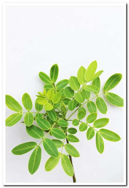 cassia green plant twig branch with Postcard