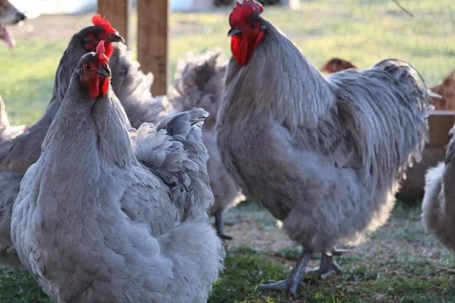 English Lavender Orpingtons Hatching Eggs 6+ CERTIFIED AI CLEAN