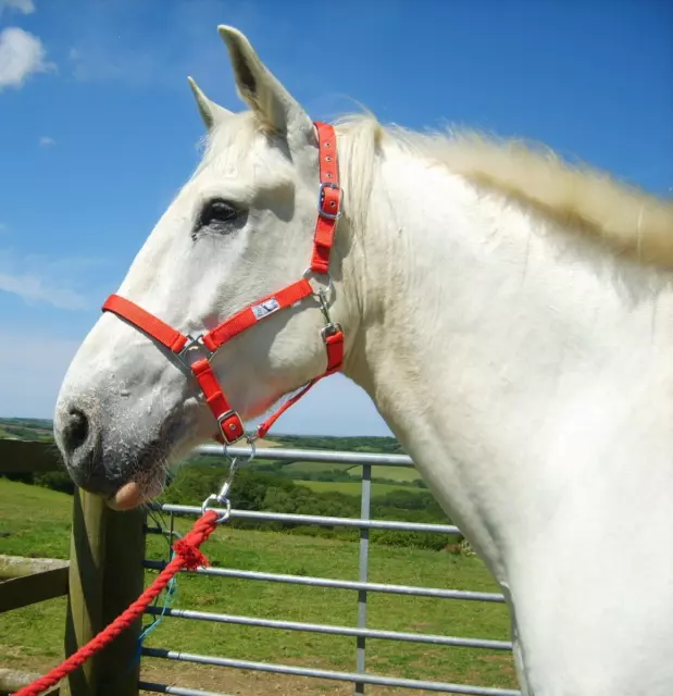 Extra Full Padded Webbing Head Collar