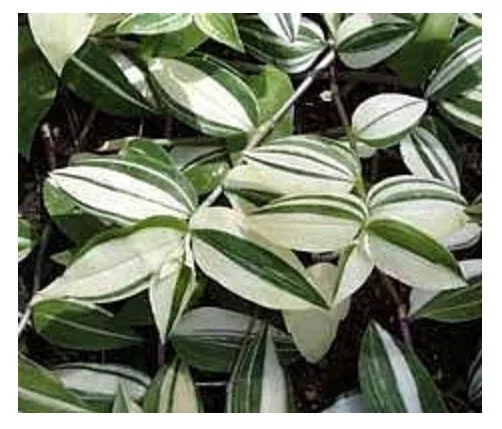 Tradescantia fluminensis sub. variegata Planta Rastrera o Colgante.