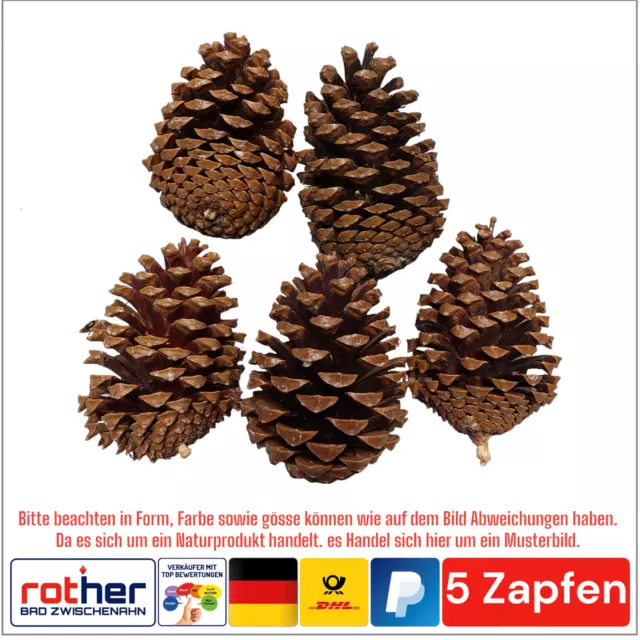 5x Tannenzapfen Pinus Maritima Advent Weihnachten Zapfen Größe ca.10-14cm