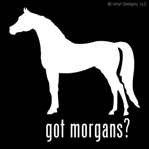 Got Morgans? Morgan Horse Decal - Horses Sticker