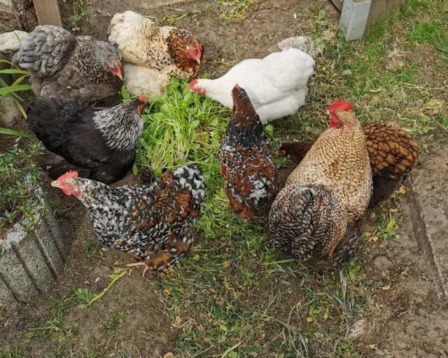 1 x Ei Zwerg Orpington Hühner Bruteier BE bunte Truppe, viele Farben, reinrassig