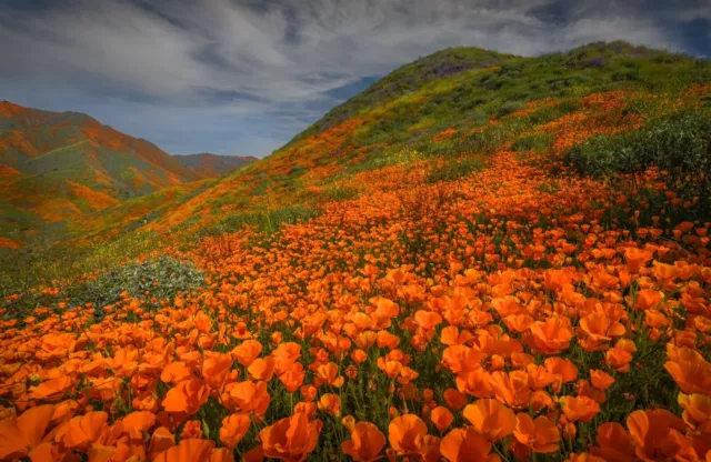 Foto Mural-POPPY VALLEY-(7755)-NO TEJIDO-Papel pintado-Montañas de flores XXL