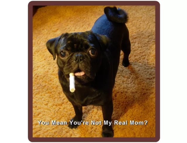 Funny Black Pug Dog Real Mom? Refrigerator / Tool Box Magnet Gift Card Insert