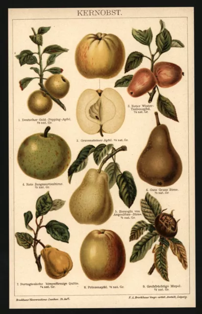 Lithographie anno 1896 - Obst Äpfel Gravensteiner Birnen Quitte Obstbau Früchte