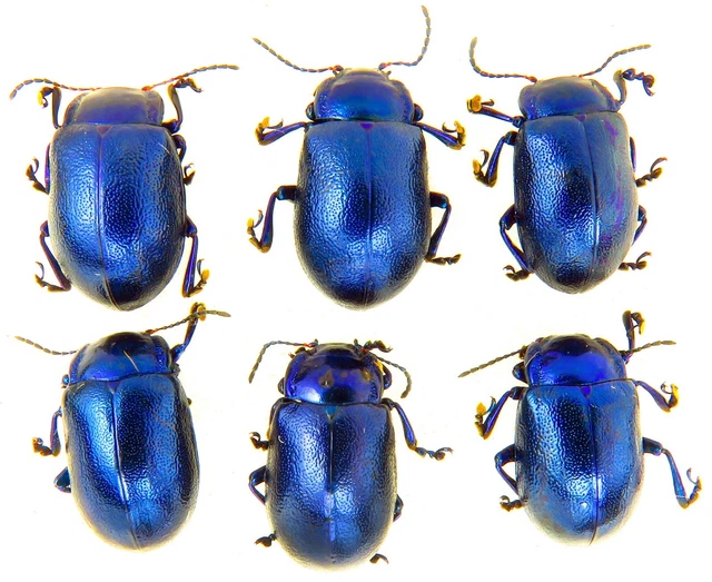 Coleoptera, Chrysomelidae, Oreina (Allorina) caerulea 6pcs, NE Carpathians Mts