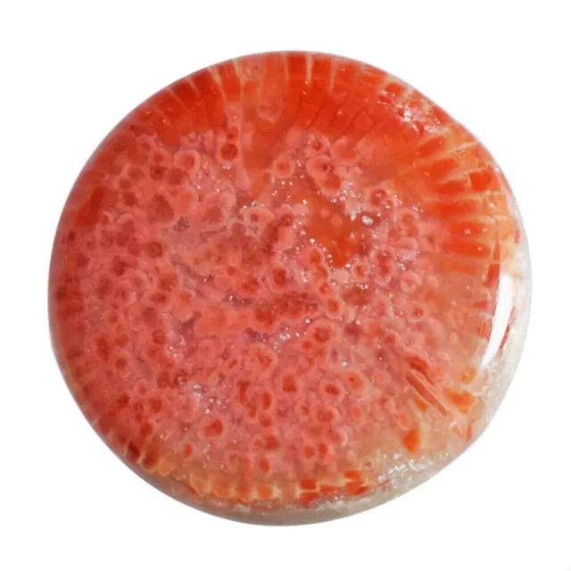 15 Cts Natural American Red Horn Coral Loose Gemstone Round Cabochon