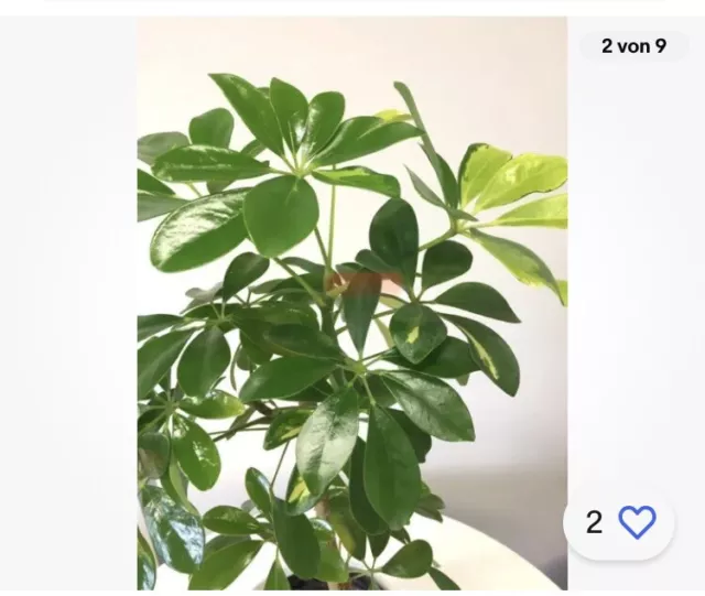 Schefflera Zimmerpflanze
