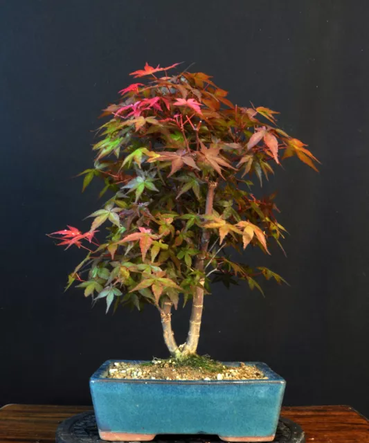 Bonsai Japanischer Fächerahorn Acer Palmatum "Deshojo" Outdoor