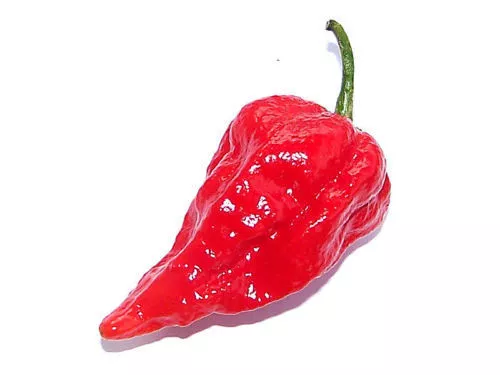 Hot Chilli Pepper, Red Bhut Jolokia, Ghost Chilli Seeds, Buy 2 Get 15% Discount 3