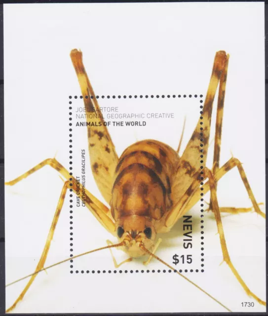 Nevis 2017 Cave Cricket, Insectes, Faune, Conservation m / s MNH