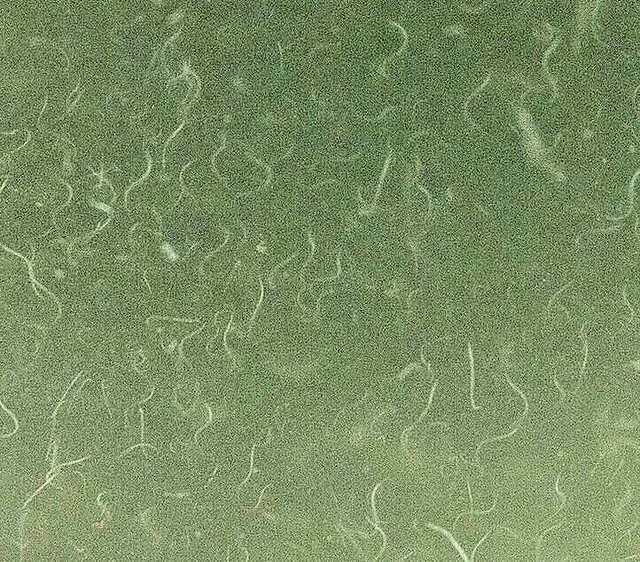 2 OZ LIVE VINEGAR EEL CULTURE Turbatrix Aceti Starter Fry Food Guppy Betta B2G1
