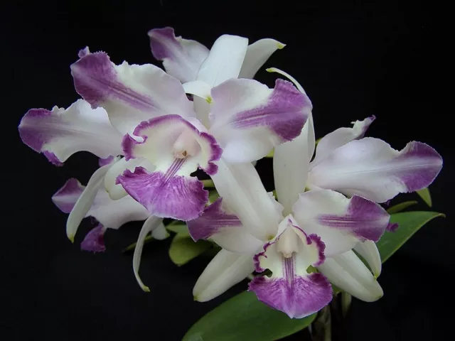 Cattleya intermedia coerulea aquinii 'BLUE RHAPSODY' orchid SELECT ORIG DIVISION