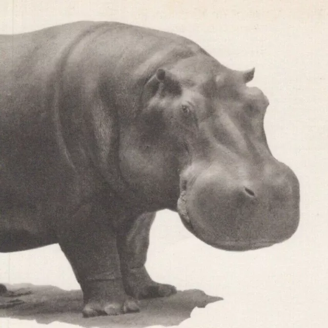 1930s Hippopotamus Chicago Field Museum Of Natural History Illinois Postcard