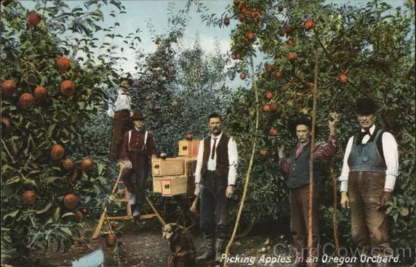 Picking Apples in an Oregon Orchard Farming Antique Postcard Vintage Post Card