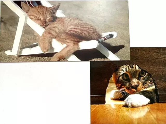 LOT de 2 grandes Cartes Postales CHAT Chaton