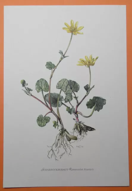 Scharbockskraut (Ficaria verna, Syn.: Ranunculus ficaria L.)  Farbdruck 1955
