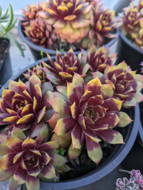 1 x Sempervivum