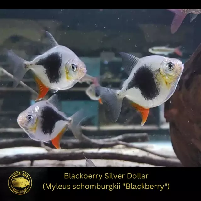 Myleus Blackberry Silver Dollar - M. schomburgki -Live Fish (One Item) (2-2.25")