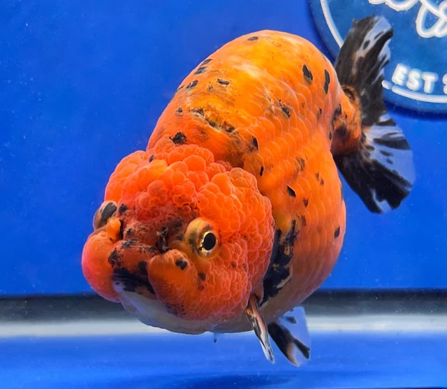 Live Fancy Goldfish Tiger Ranchu 4 - 4.5 inches (1115_01_RC03)