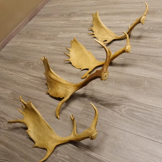 4X Damhirschstangen Con Pozo para Decoración Ciervo Dam Eyector De Cornamenta