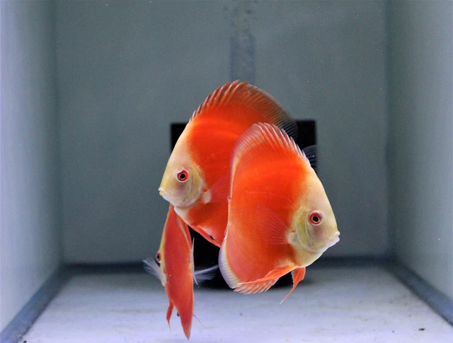 Red Melon 3 Pack Discus 4" Live Tropical Fresh Water Healthy Aquarium Tank 2
