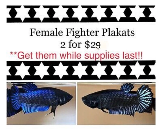 LiVe FisH BeTtA PlaKAt Fighter{2 FOR $29}[TT BREED~Female]Random Pix*Limited sup