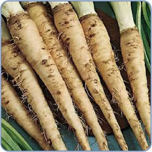 50 MAMMOTH SANDWICH ISLAND SALSIFY Vegetable Oyster Flower Seeds *Flat S/H