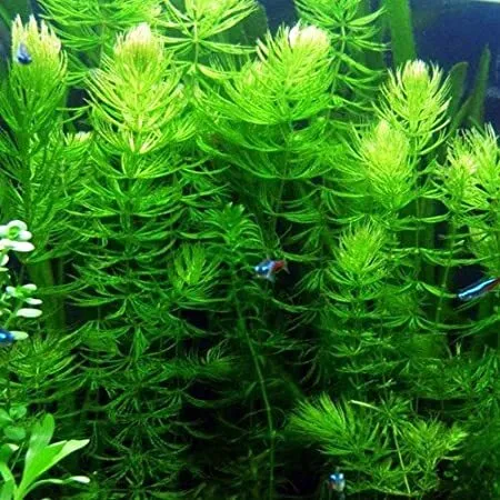 BUY 2 Get 1 FREE | Hornwort (Coontail) Live Fish Tank Plants Aquarium Plant