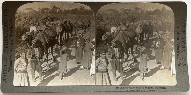 Karawane Kamel Jaffa Palästina 1901 Foto Stereo Vintage P75L3n