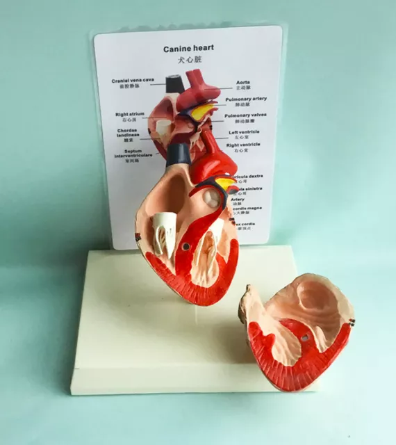 Dog canine pet medical heart model organ veterinary vet animal anatomy education