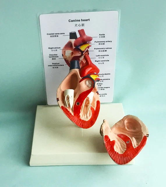 Dog canine pet medical heart model organ veterinary vet animal anatomy education