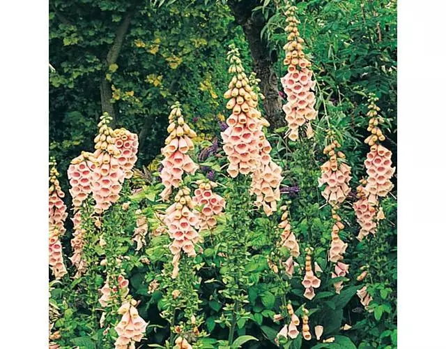 Digitalis Foxglove Apricot 4000 Finest Seeds Perennial Flower