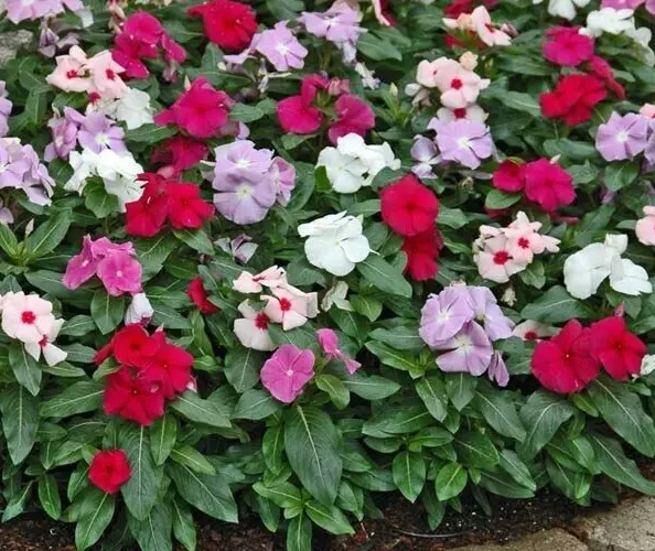 Periwinkle Catharanthus roseus dwarf Little mixed  45 seeds +FREE PLANT LABEL