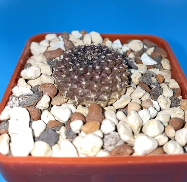 Thelocephala esmeraldana we 2,5cm - Kakteen,Copiapoa,Aztekium