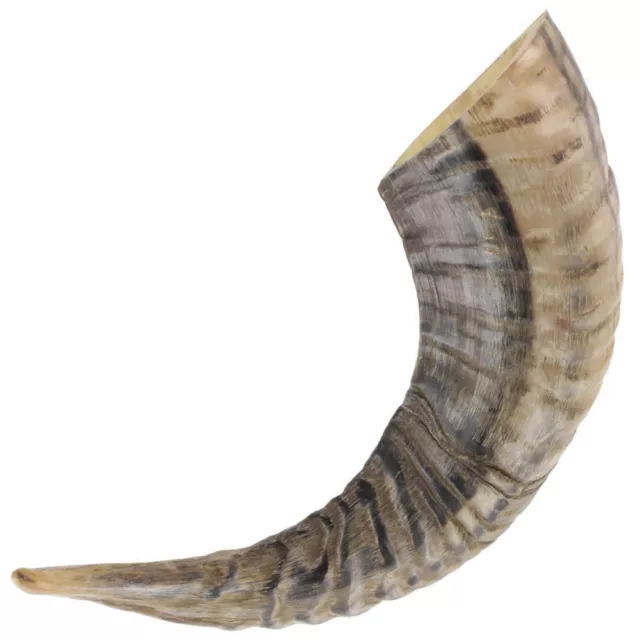 Ram Horn Shofar Synagogue Prayer 25-30 Cm Natural Shape