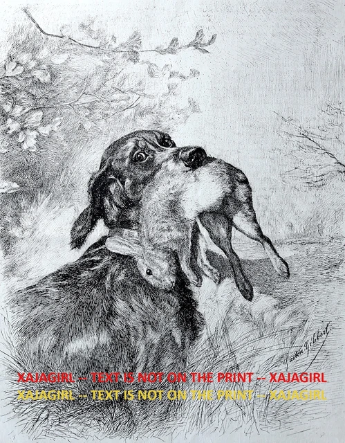 Dog Gordon Setter Retrieving Rabbit Hare During Hunt, Large 1880s Antique Print