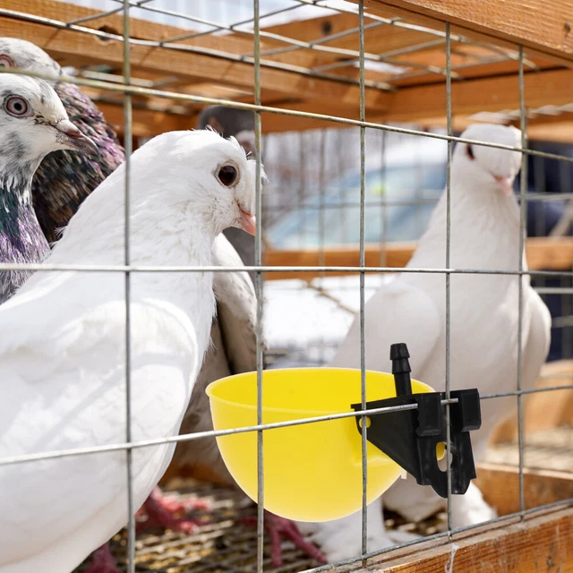 2 COUNT AUTOMATIC Chicken Waterer Feeders Quail Waterers Drinking