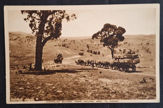 c1910 Australia Sepia Photo Postcard - Aust Bullock Teams Hauling Wool Unused