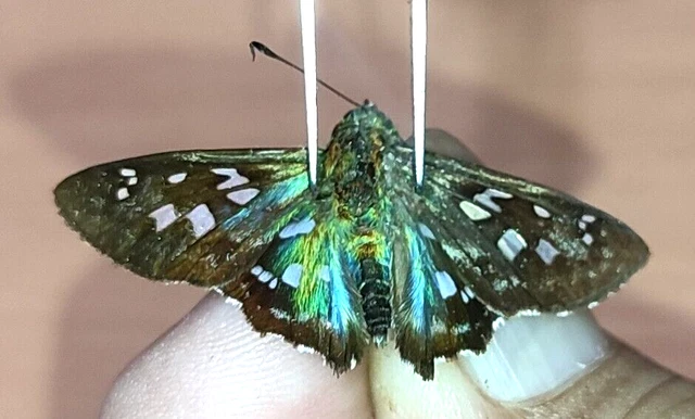 LEPIDOPTERA Hesperiidae specie     N°A281    FROM PERU