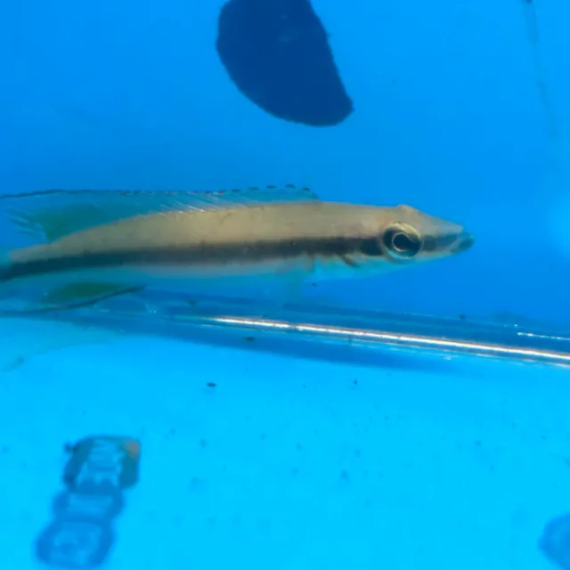 Black striped Pike Cichlid 2"in length - live tropical fish