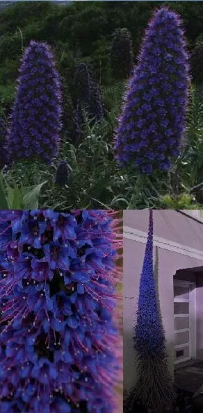 Jetzt pflanzen ! Blauer Natternkopf Blume Echium fastuosum Deko Garten Samen