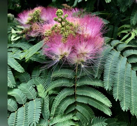 Mimosa / Persian Silk Tree Live Plant  APPROX 20IN” TALL Flowering Fragrant