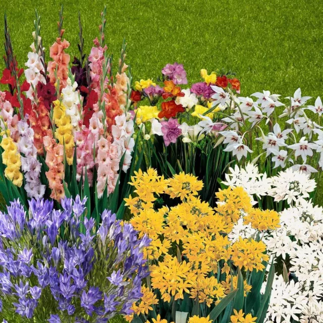 300 Bulbs/  7 Varieties Mixed Summer Flowering Bulb Collection Upto 5 months