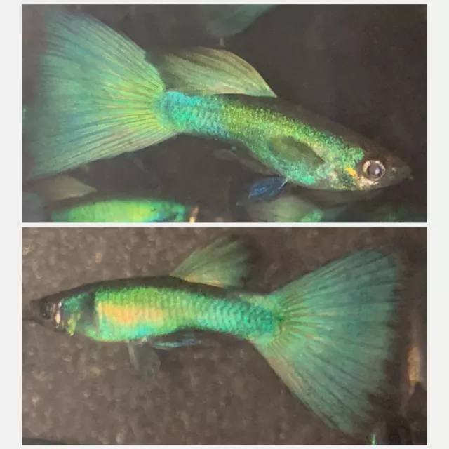 1 Trio Live Guppy Fish - Green Moscow  - High Quality