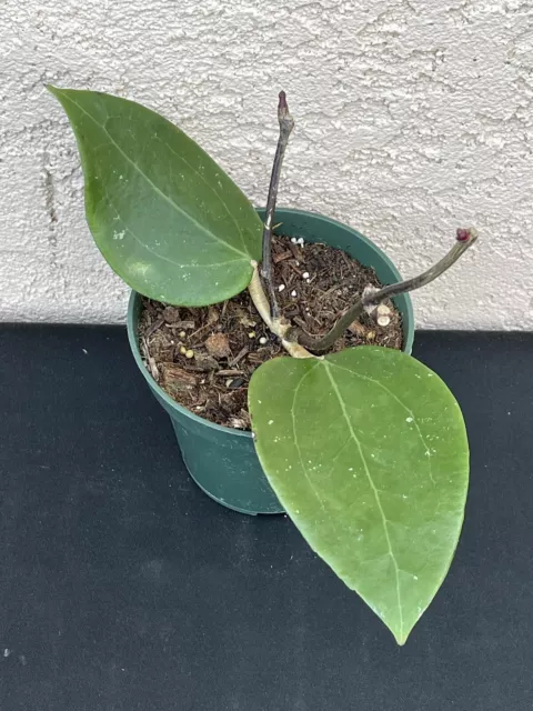 Hoya Sp. 22 Khao Yai in 4.25”pot, Exact Plant, well rooted-ships in pot 2