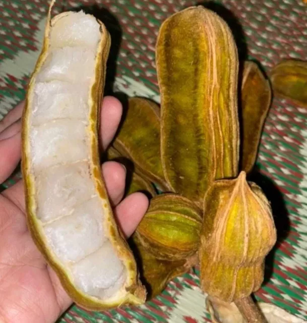 Ice Cream Bean 30+ Seeds (Inga edulis) 3