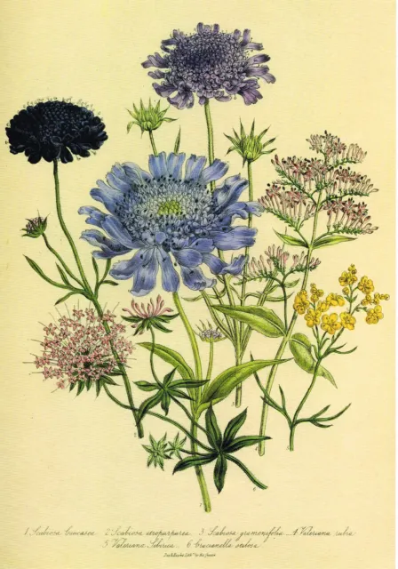 Scabious & Valerian Vintage Botanical Flower Floral Print Jane Loudon 1991 OF#91